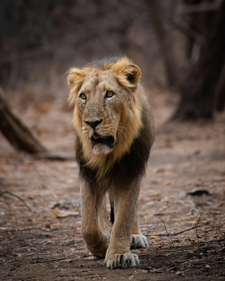 Gir National Park