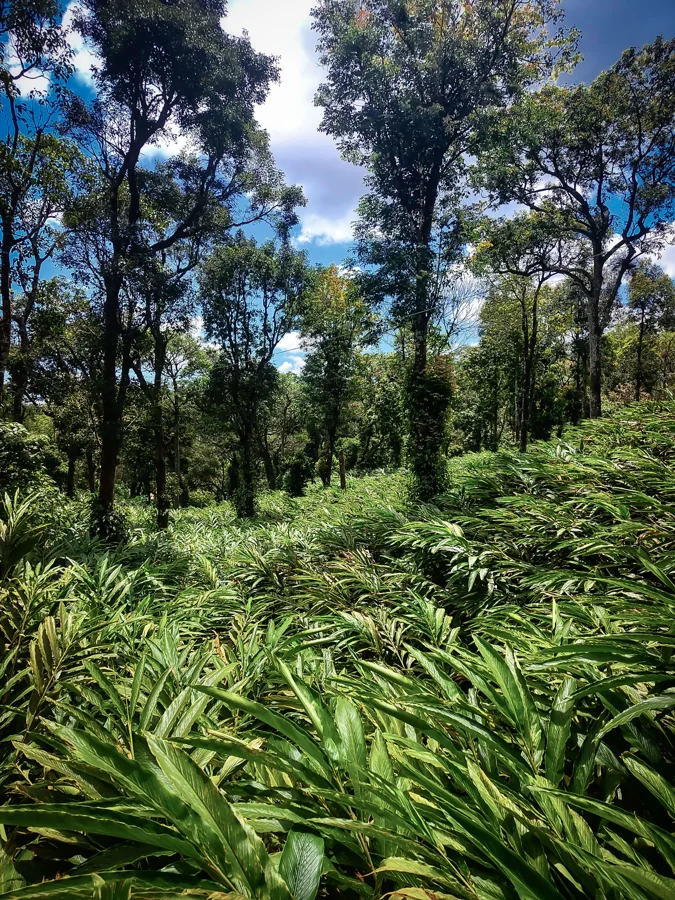 Spice Plantation