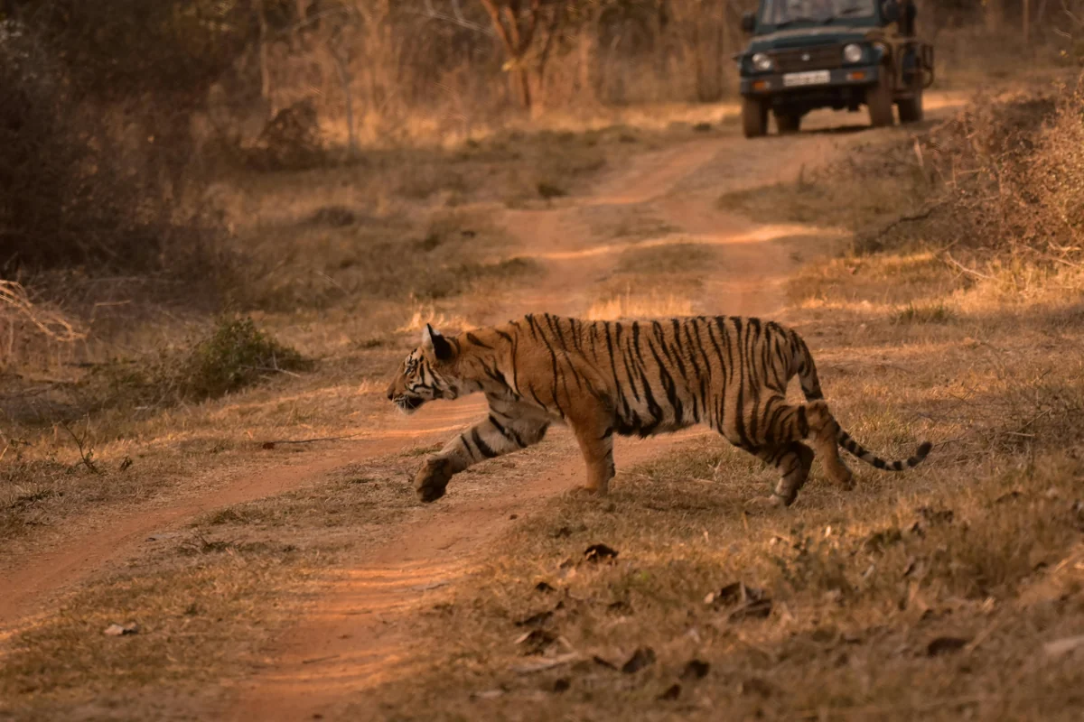 Wildlife Safari
