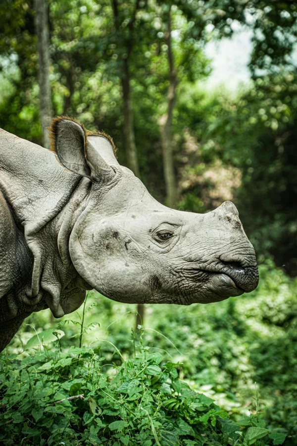 Chitwan National Park
