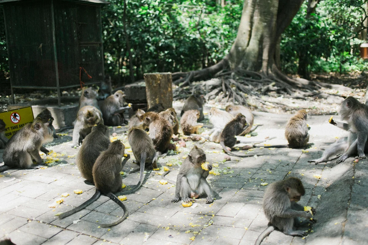 Monkey Forest Ubud