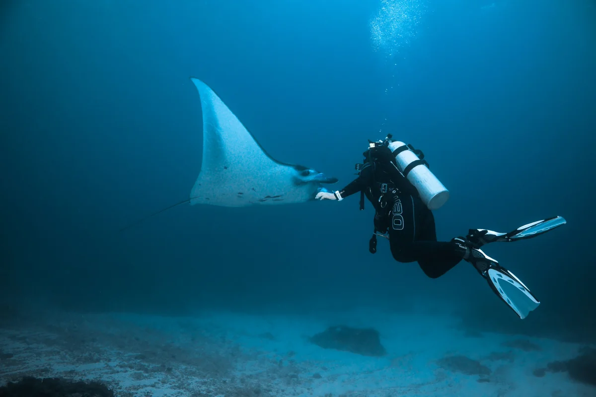 Snorkelling with Manta Rays