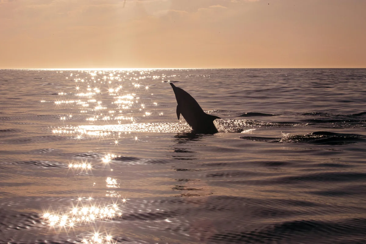 Sunset Dolphin Cruise